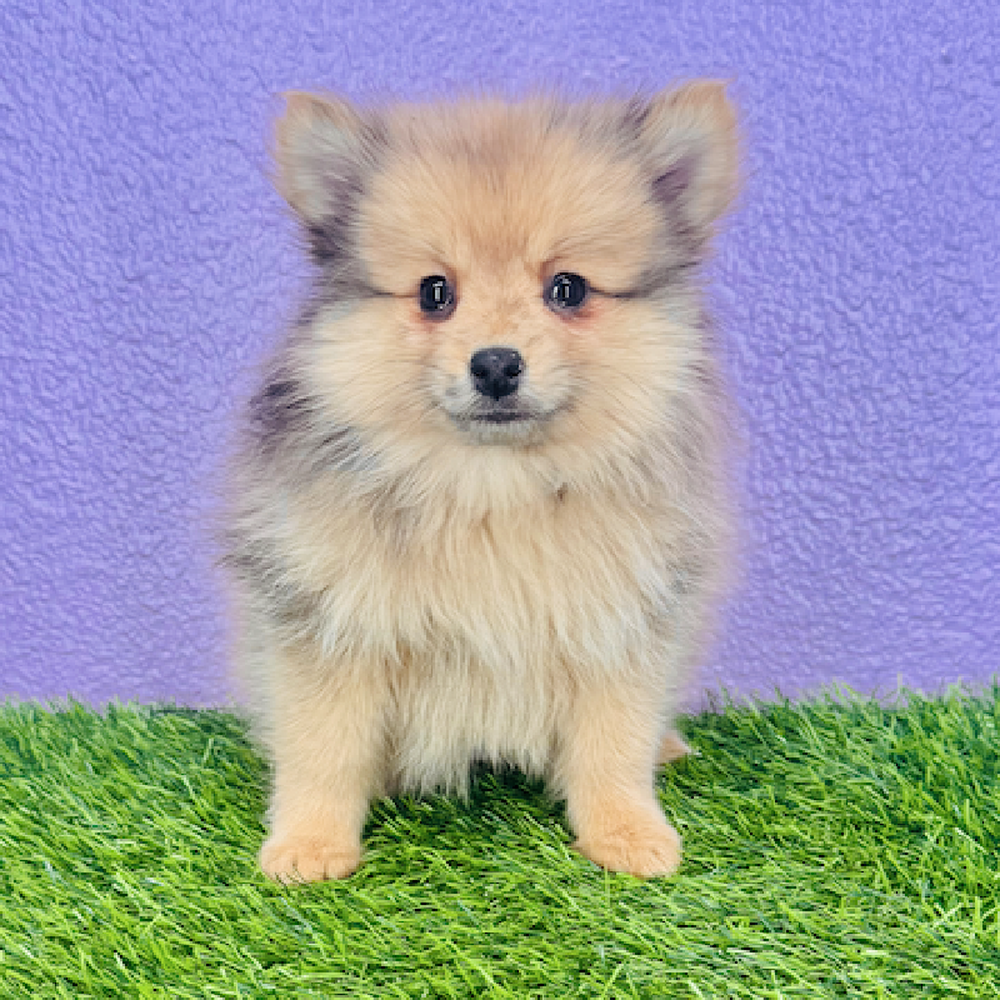 pet breed image