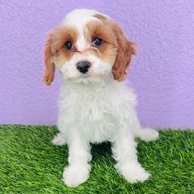 Cavapoo