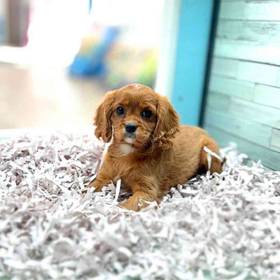 Cavalier King Charles Spaniel