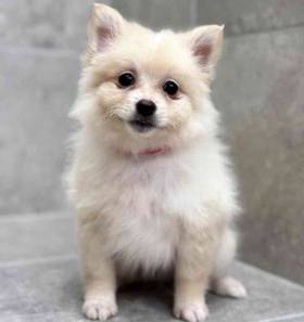 Pomeranian