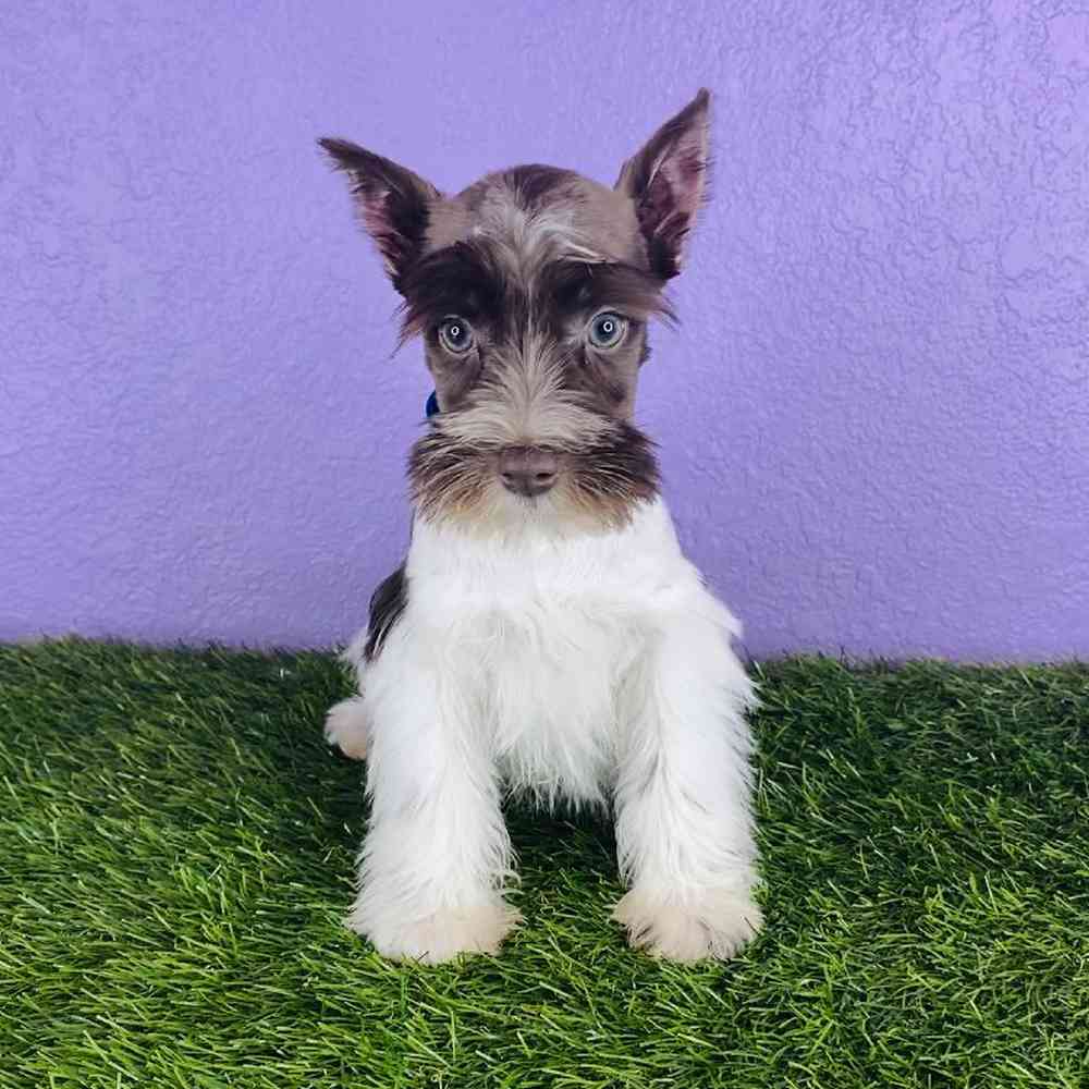 Male Mini Schnauzer Puppy for sale