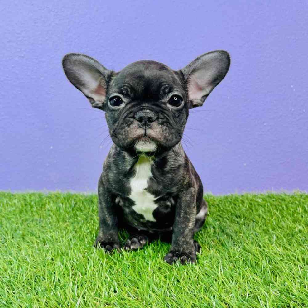 Female French Bulldog Puppy for sale