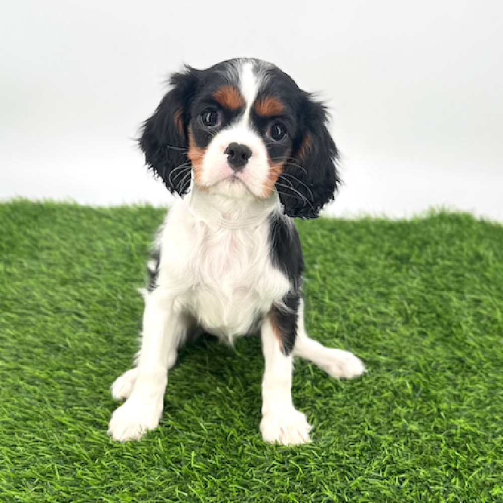 pet breed image