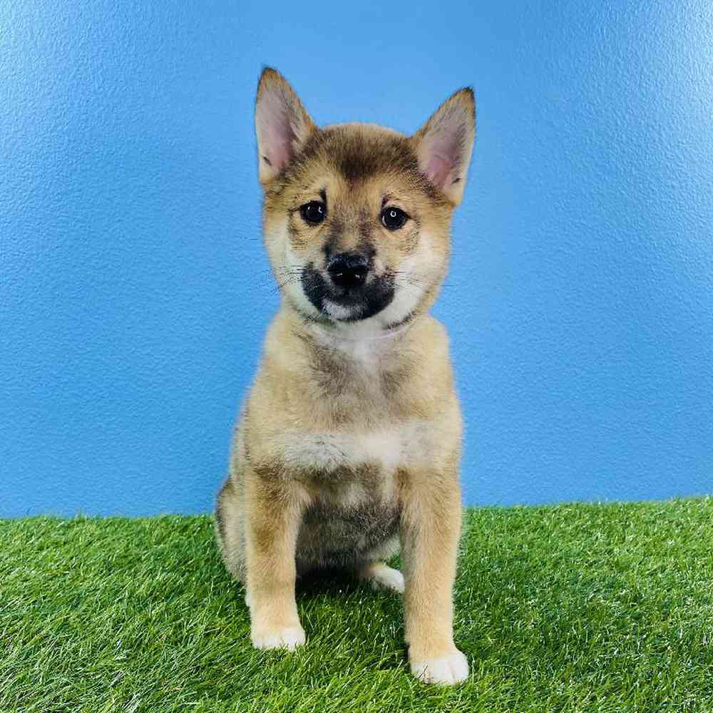 Male Shiba Inu Puppy for sale