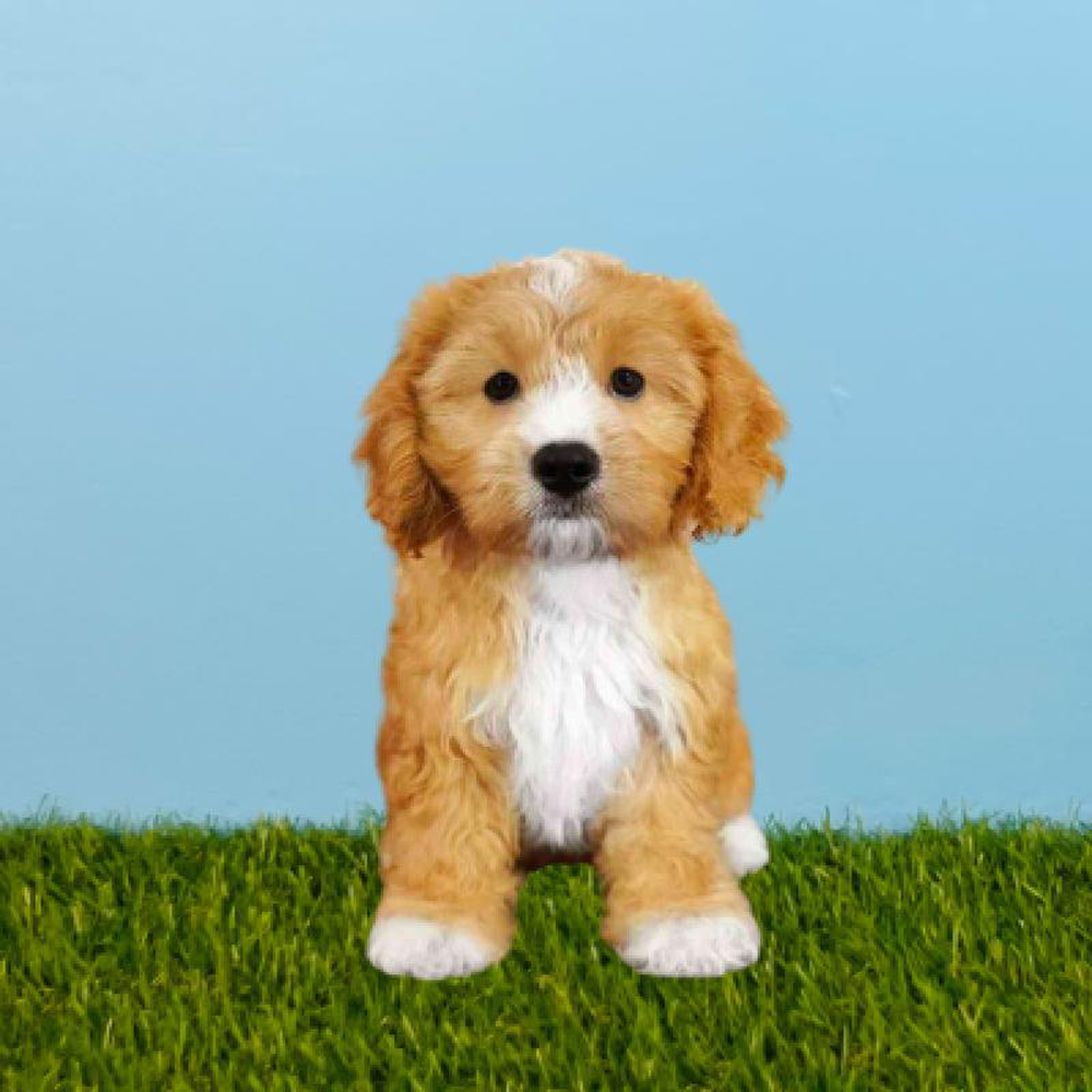 Male Cavalier King Charles Spaniel/Maltechon Puppy for sale