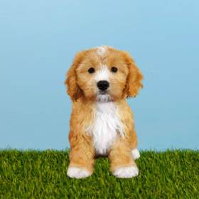 Cavalier King Charles Spaniel/Maltechon