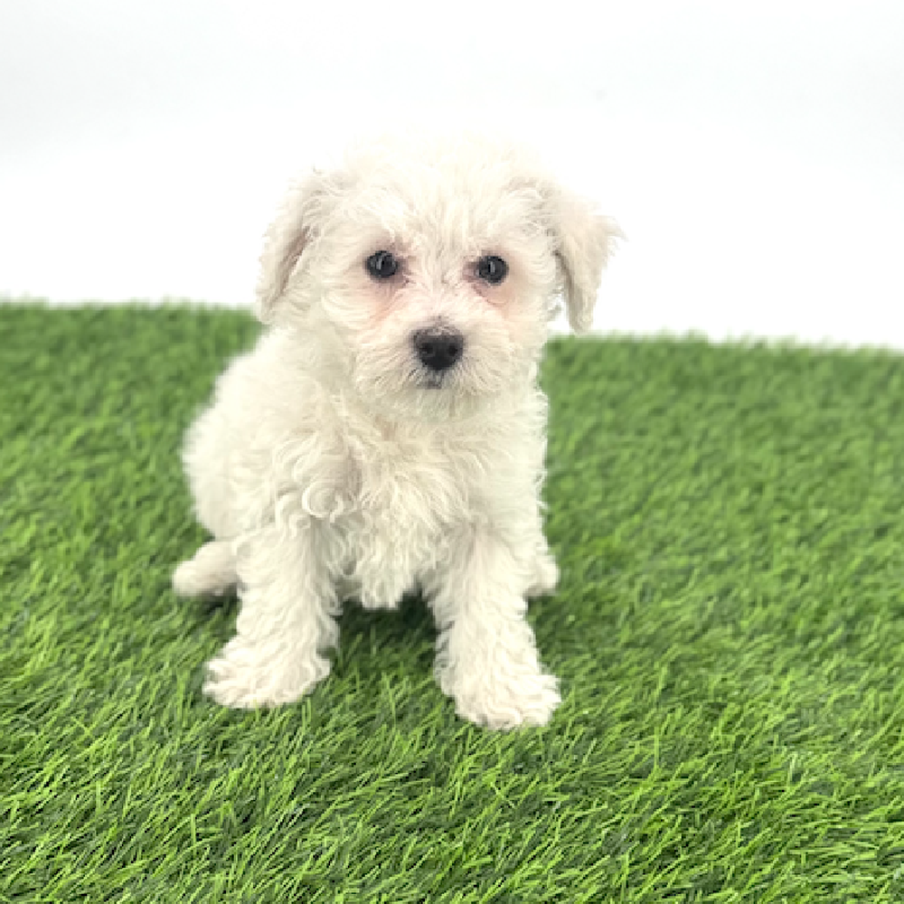 pet breed image