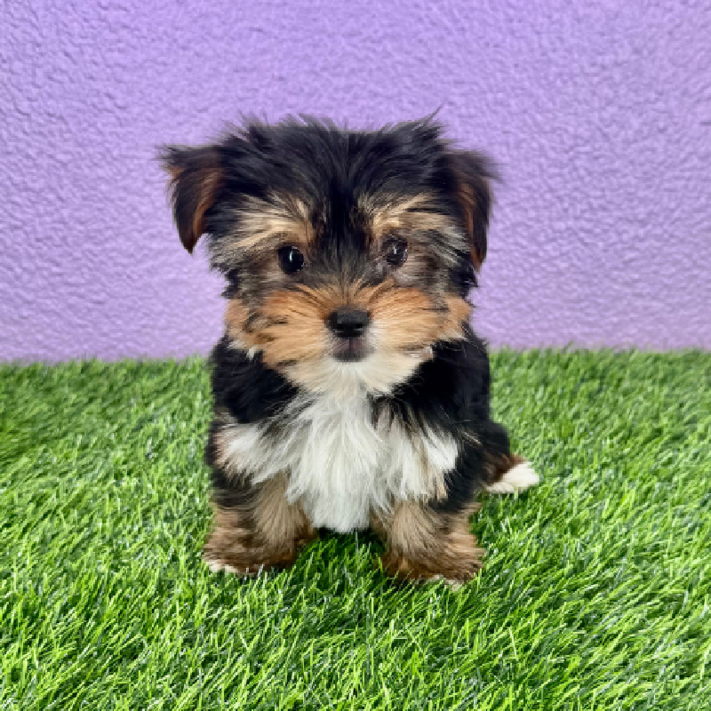 pet breed image