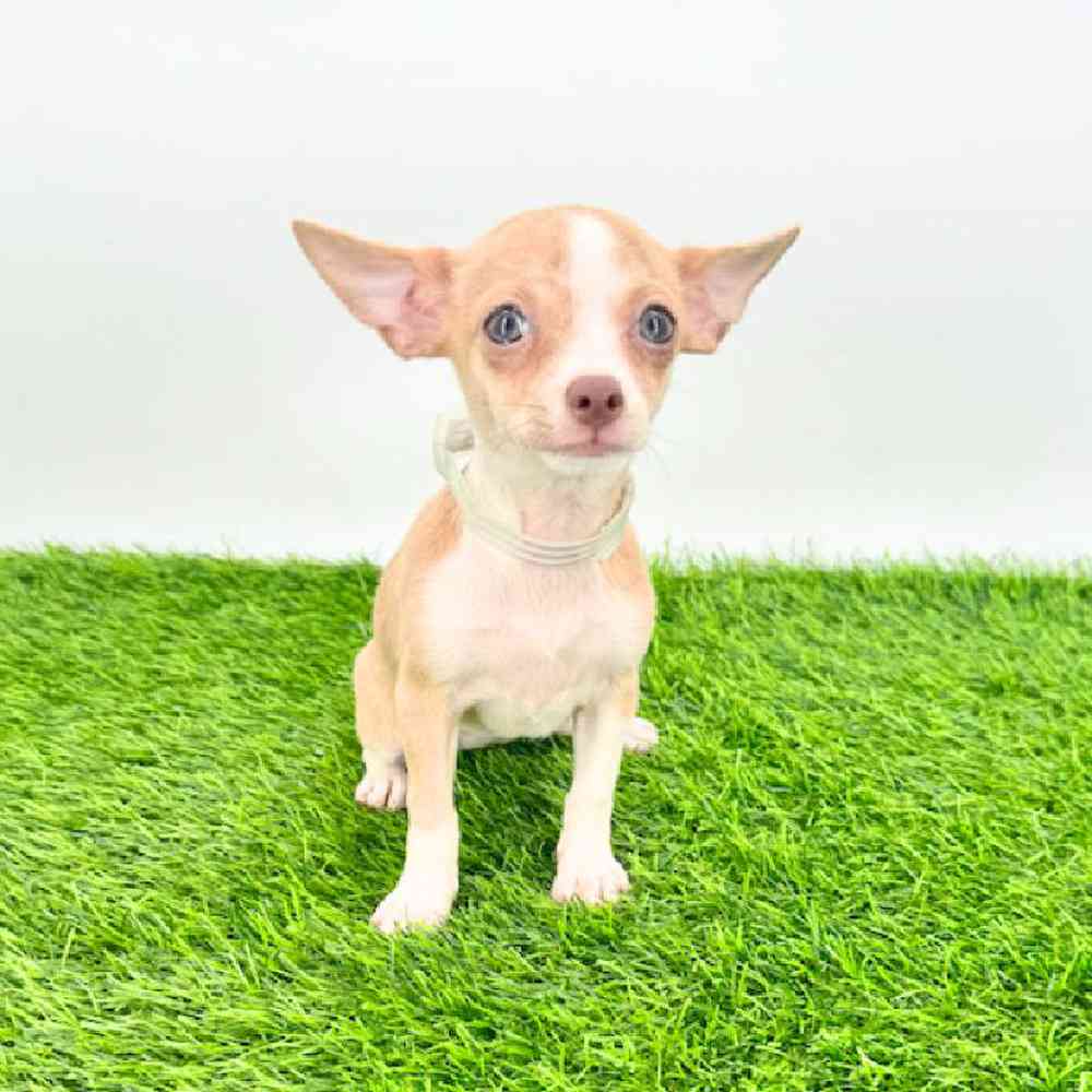 pet breed image