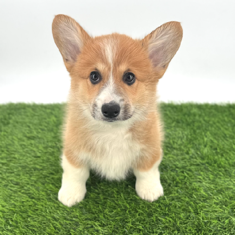 pet breed image