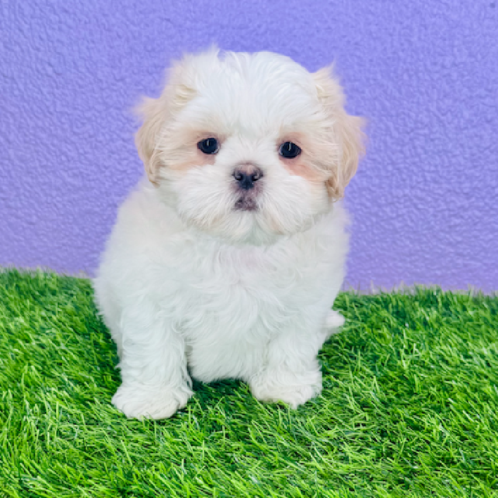 pet breed image