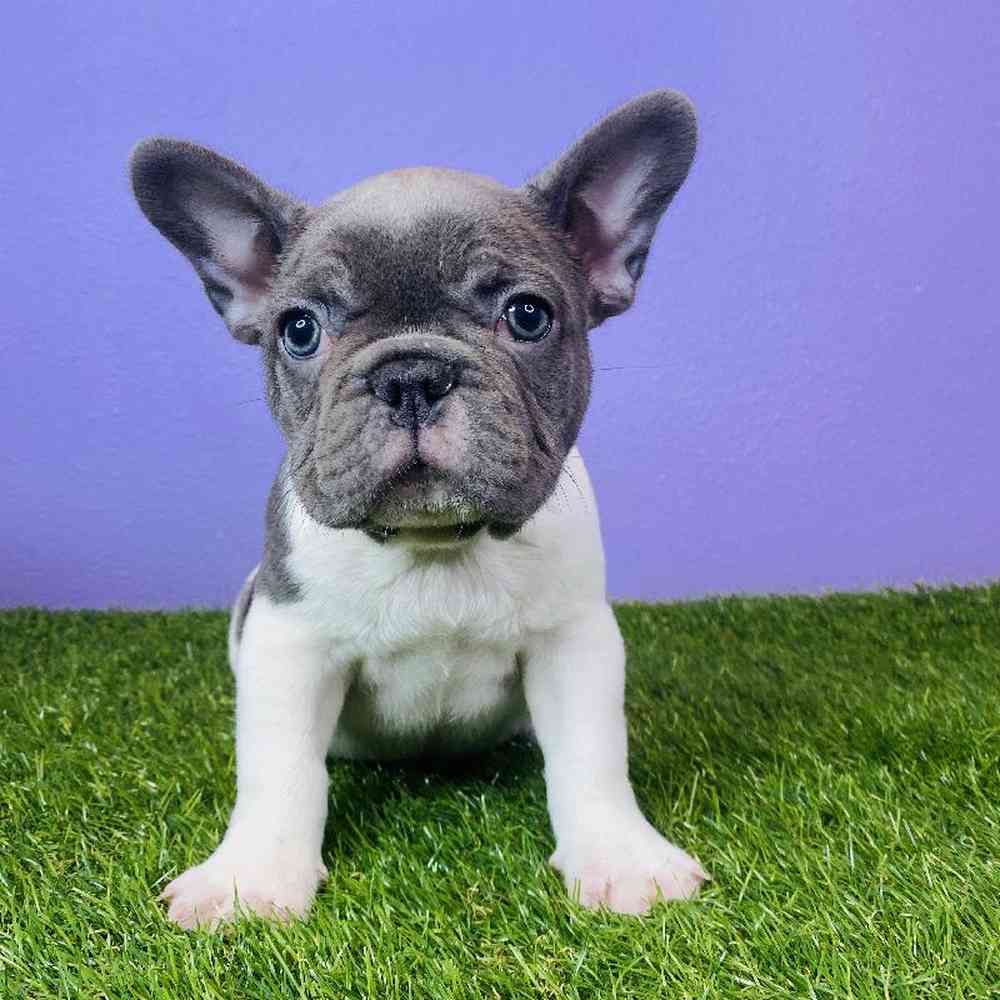 Male French Bulldog Puppy for sale