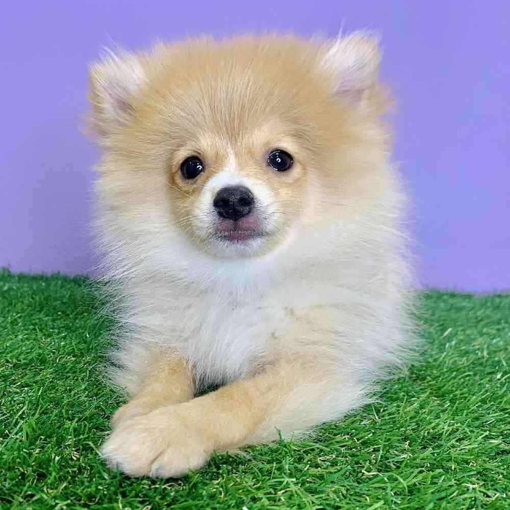 carousel pet images