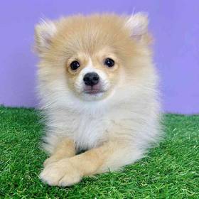 Pomeranian