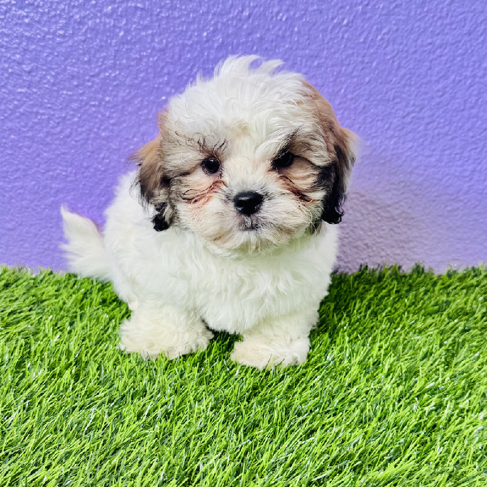 pet breed image