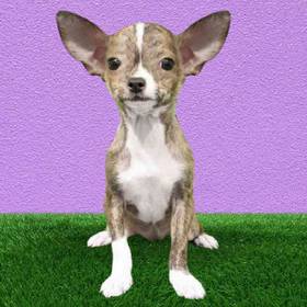 Chihuahua