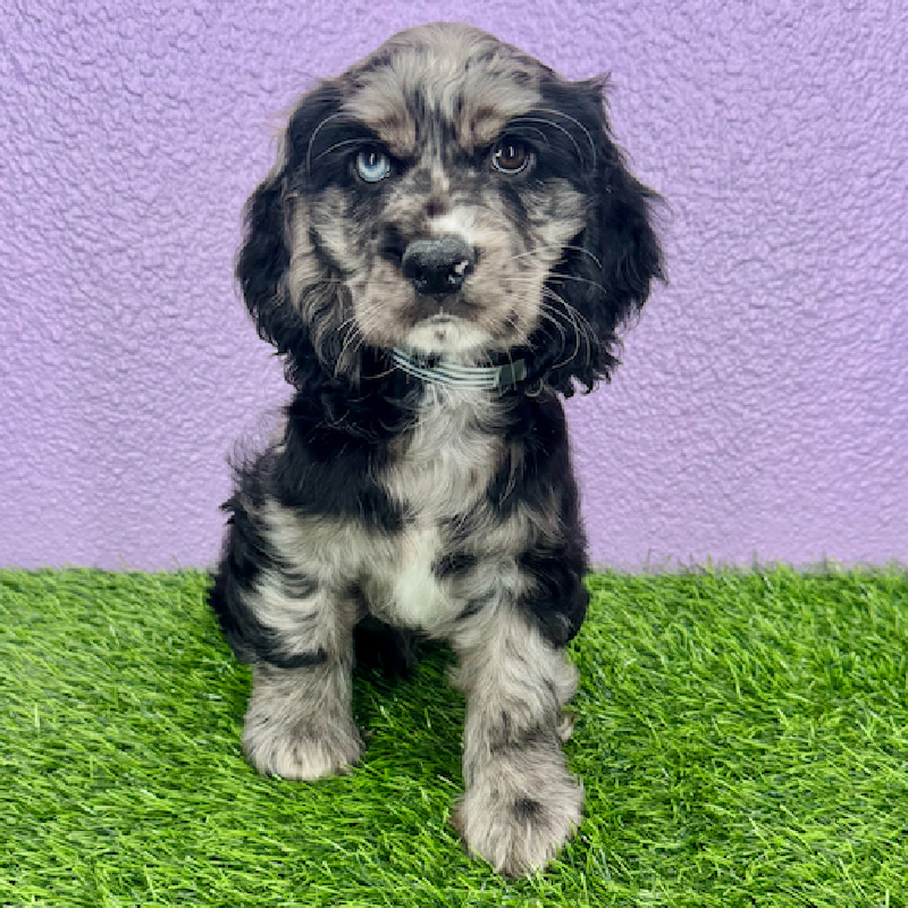 pet breed image