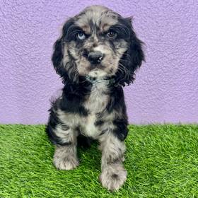 Cocker Spaniel