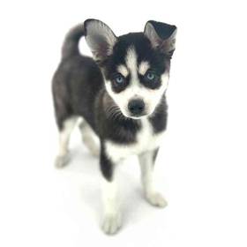 Alaskan Klee Kai