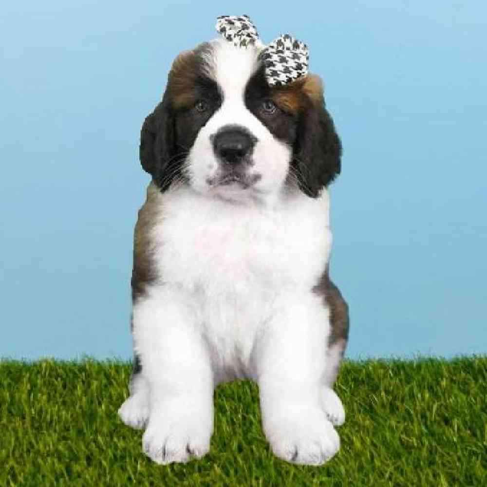 Female Saint Bernard Puppy for sale