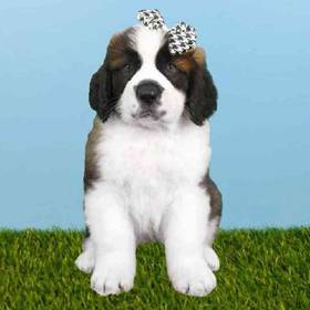 Saint Bernard