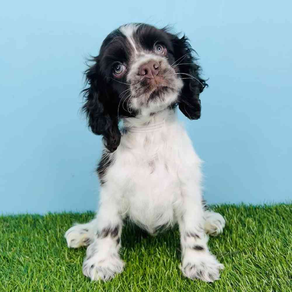 Male Cocker Spaniel Puppy for sale