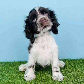 Cocker Spaniel