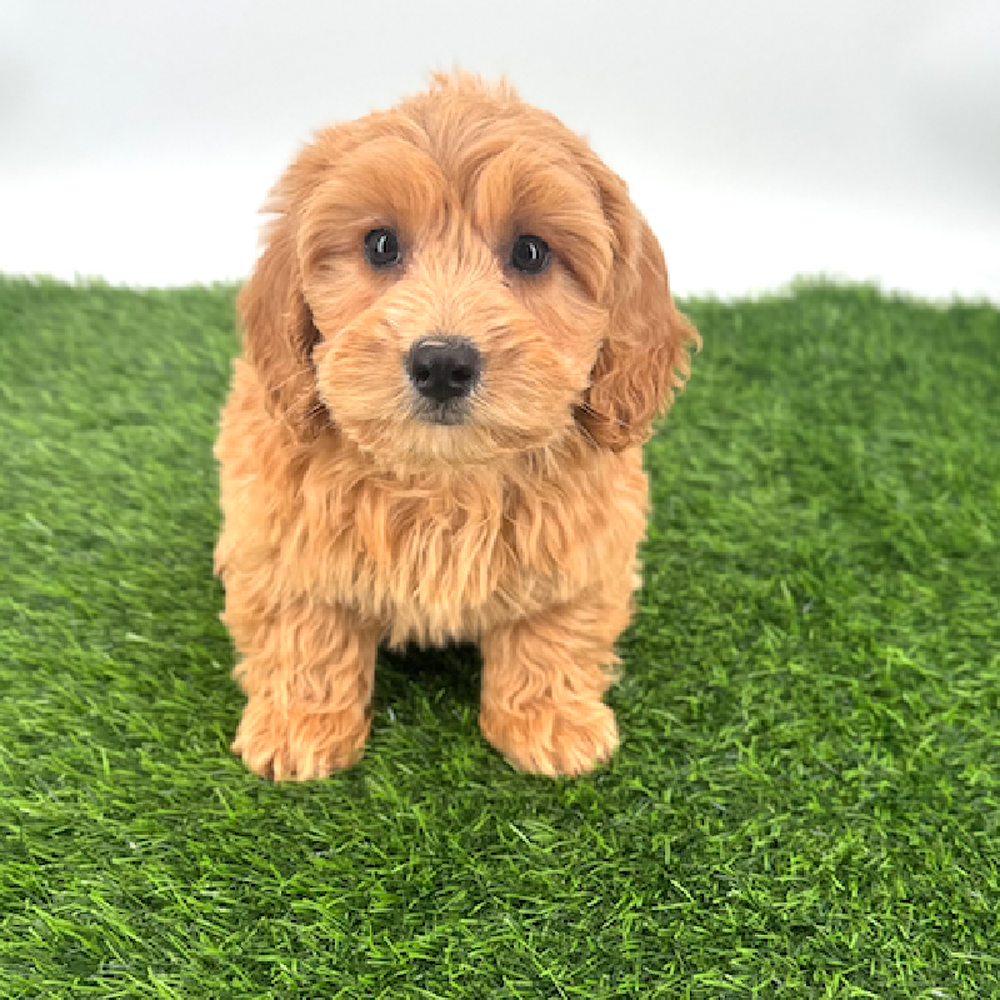 pet breed image