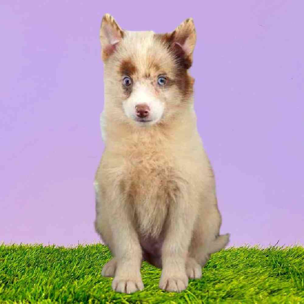 Pomsky