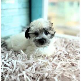Coton De Tulear