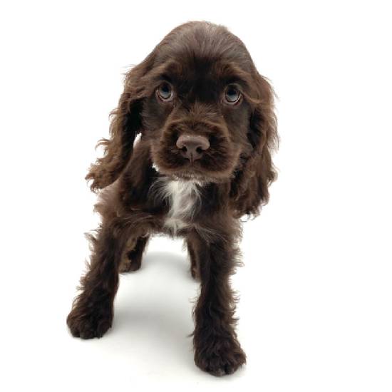Chocolate cocker spaniel for sale top