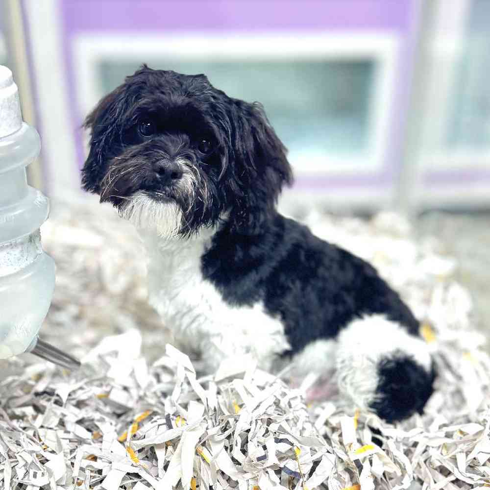 carousel pet images