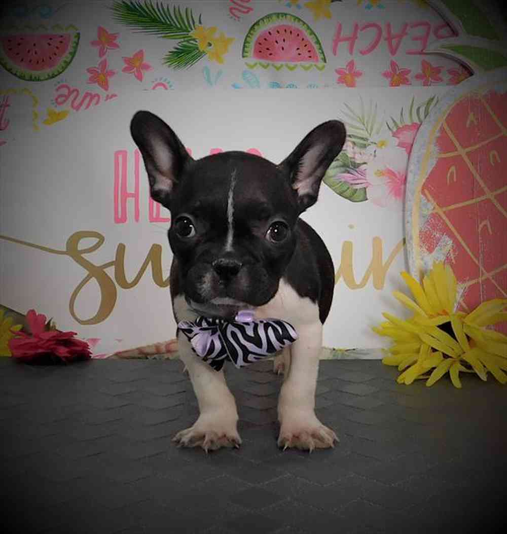 French Bulldog Puppies for Sale Meridian