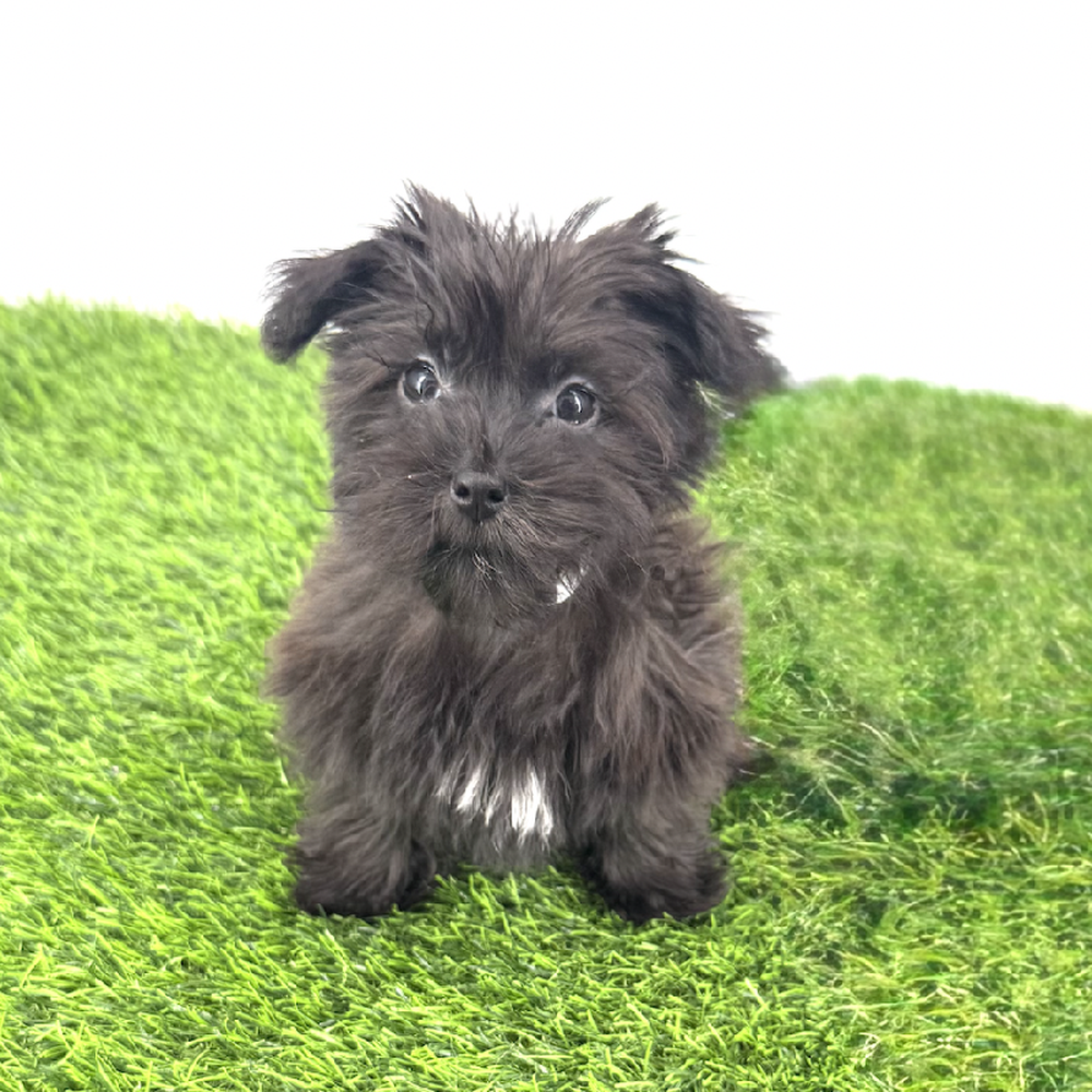 pet breed image