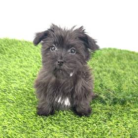 Morkie