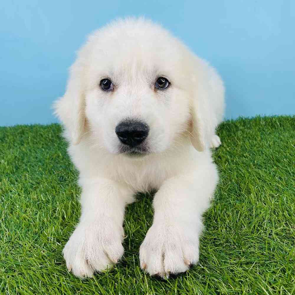 Female Great Pyrenees Puppy for sale