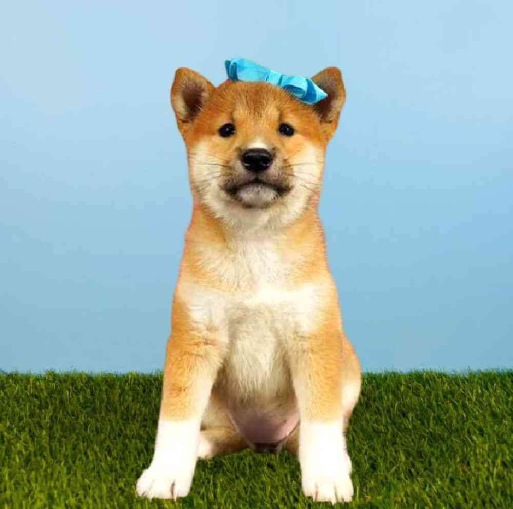 Female Shiba Inu Puppy for sale