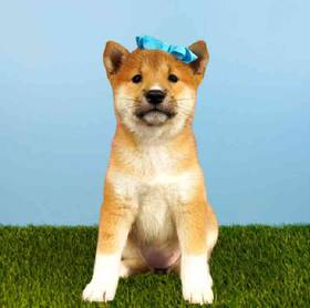 Shiba Inu