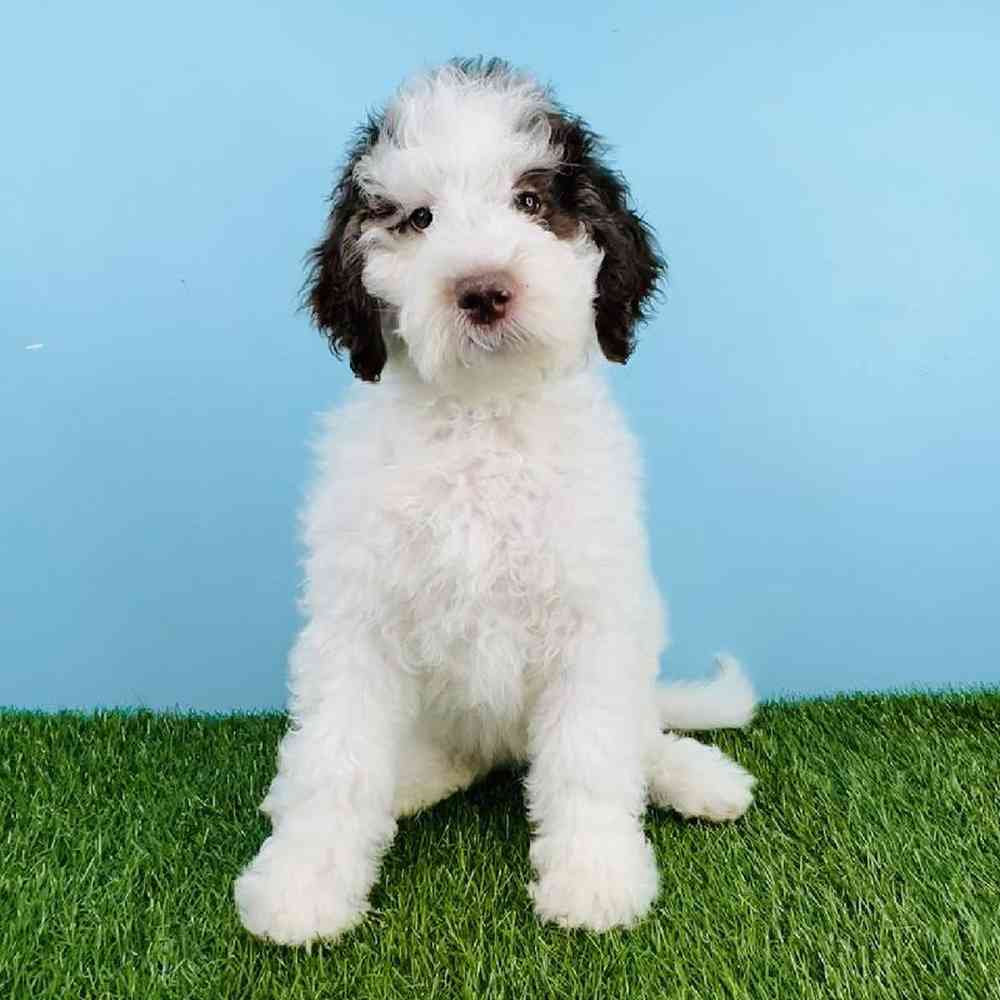 Female Sheepadoodle Puppy for sale