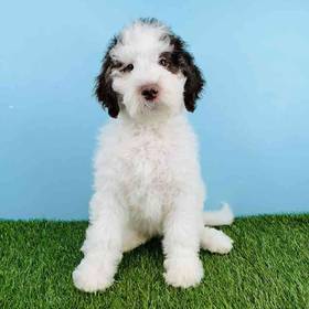 Sheepadoodle