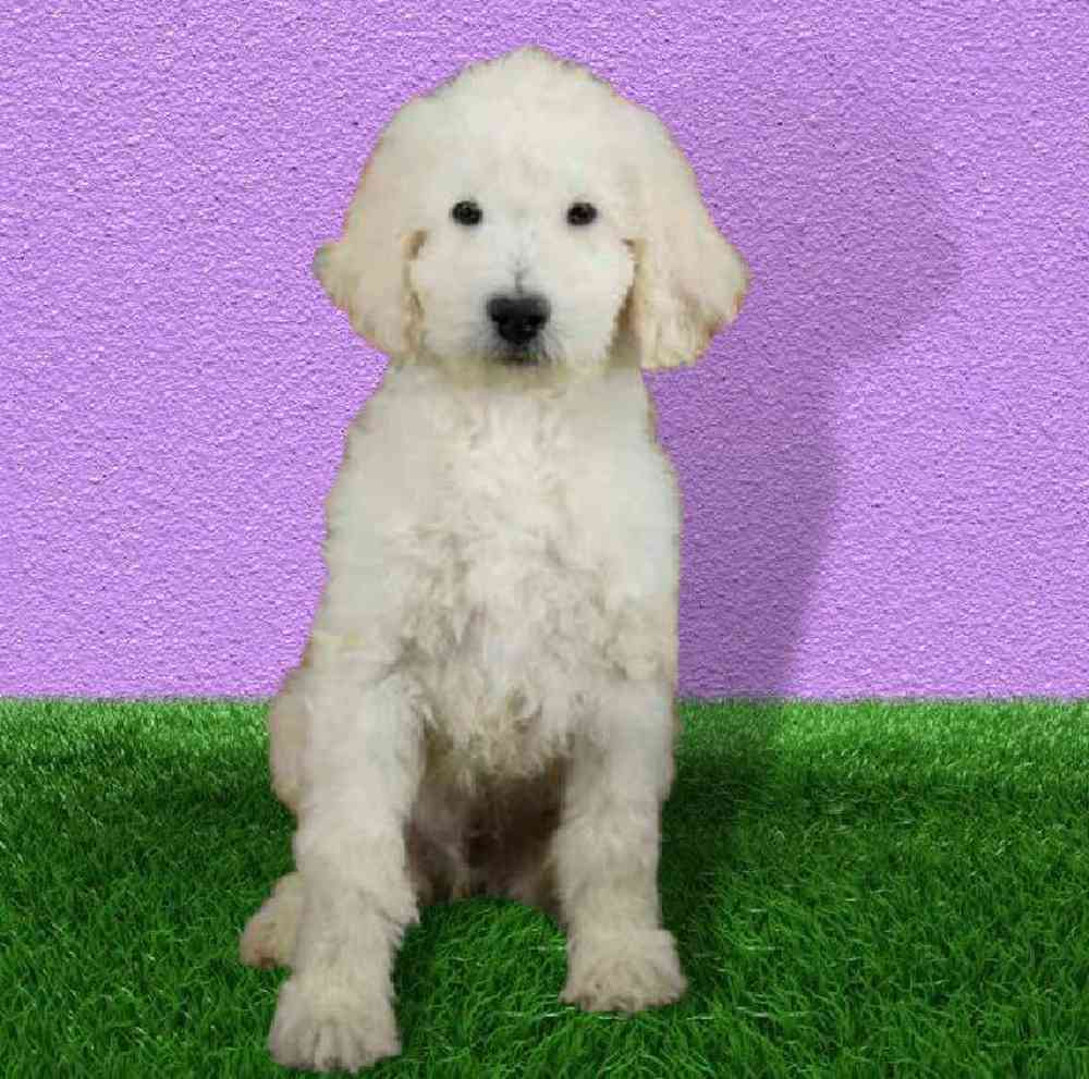 Male 2nd Gen Standard Goldendoodle Puppy for sale