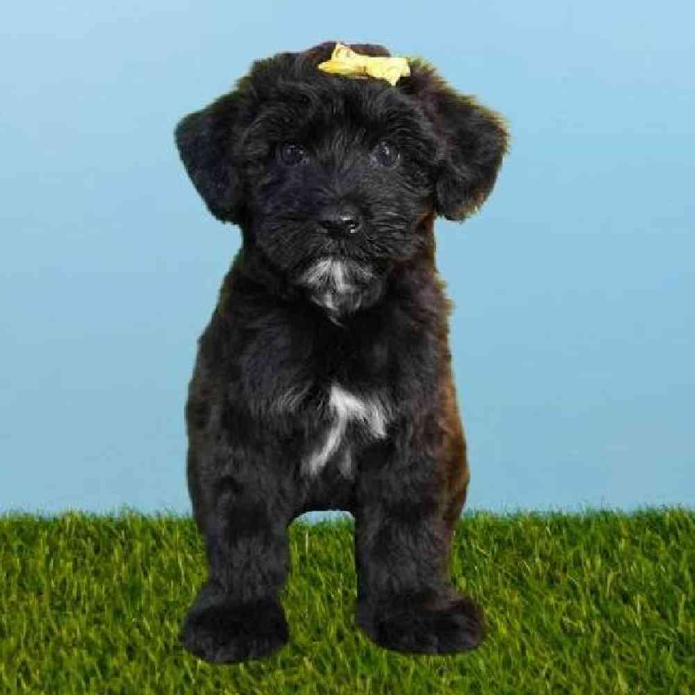 Female Whoodle Puppy for sale