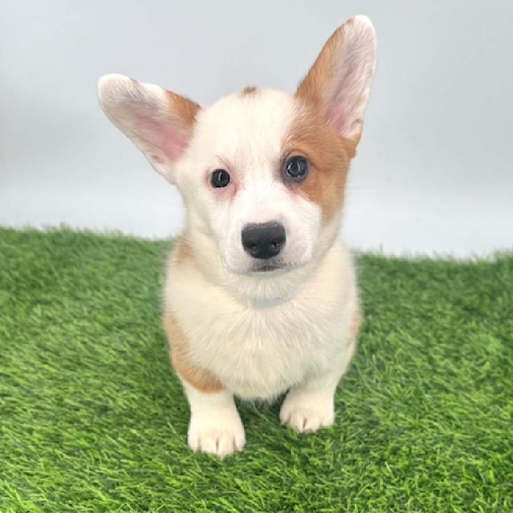 pet breed image