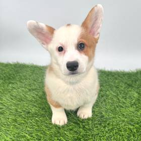 Pembroke Welsh Corgi