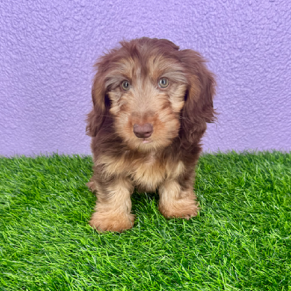 pet breed image