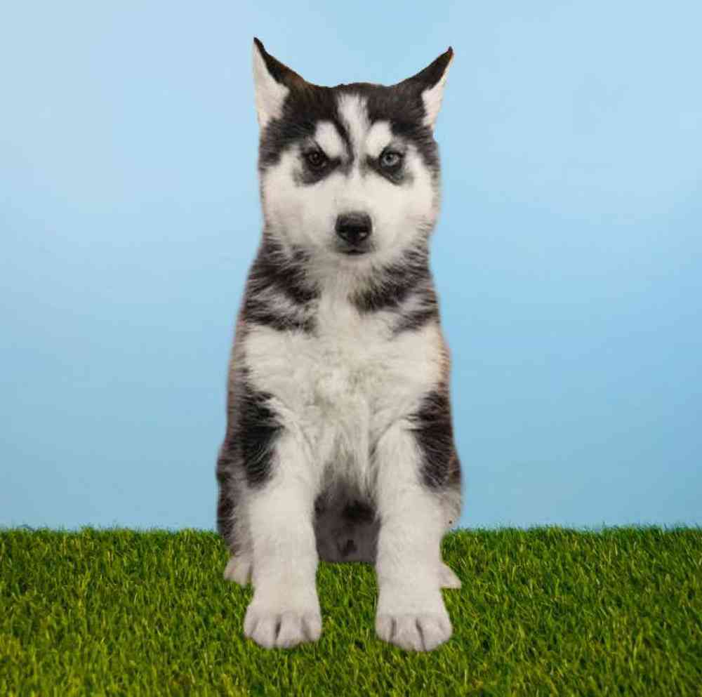 carousel pet images
