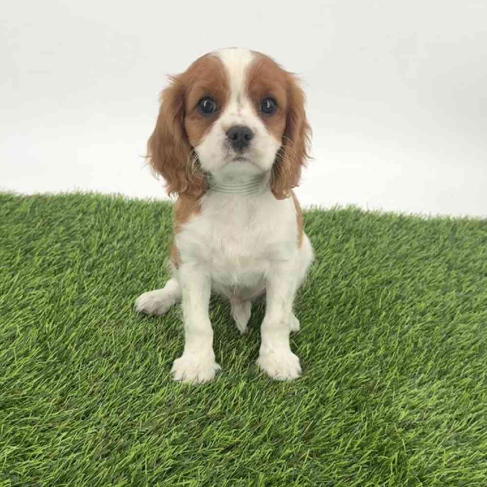 pet breed image