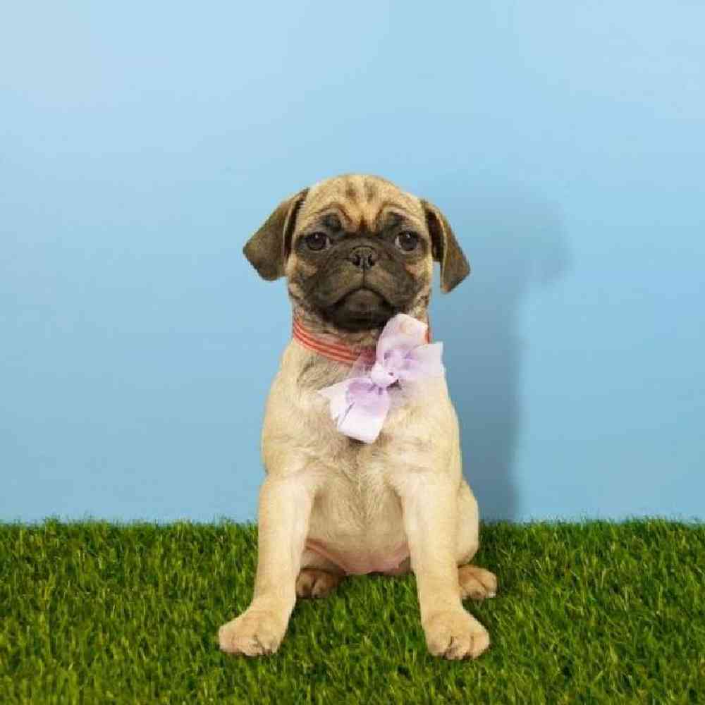 Female Pug Puppy for sale