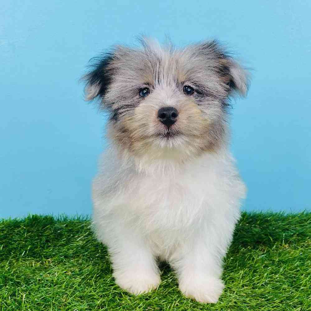 carousel pet images