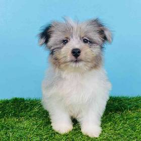Pomeranian/Havanese